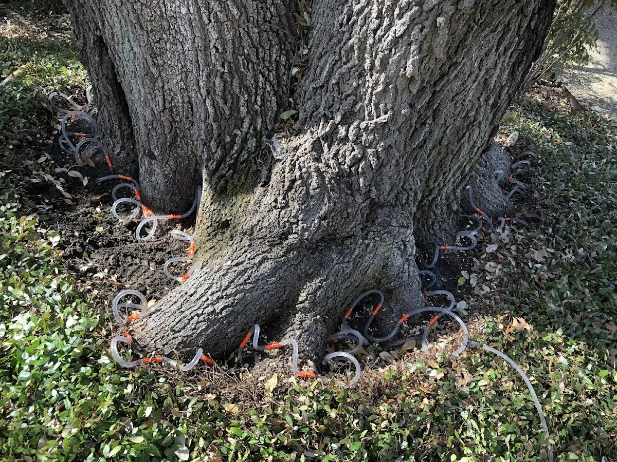 Detailed Tree Cabling and Bracing job site in Choudrant