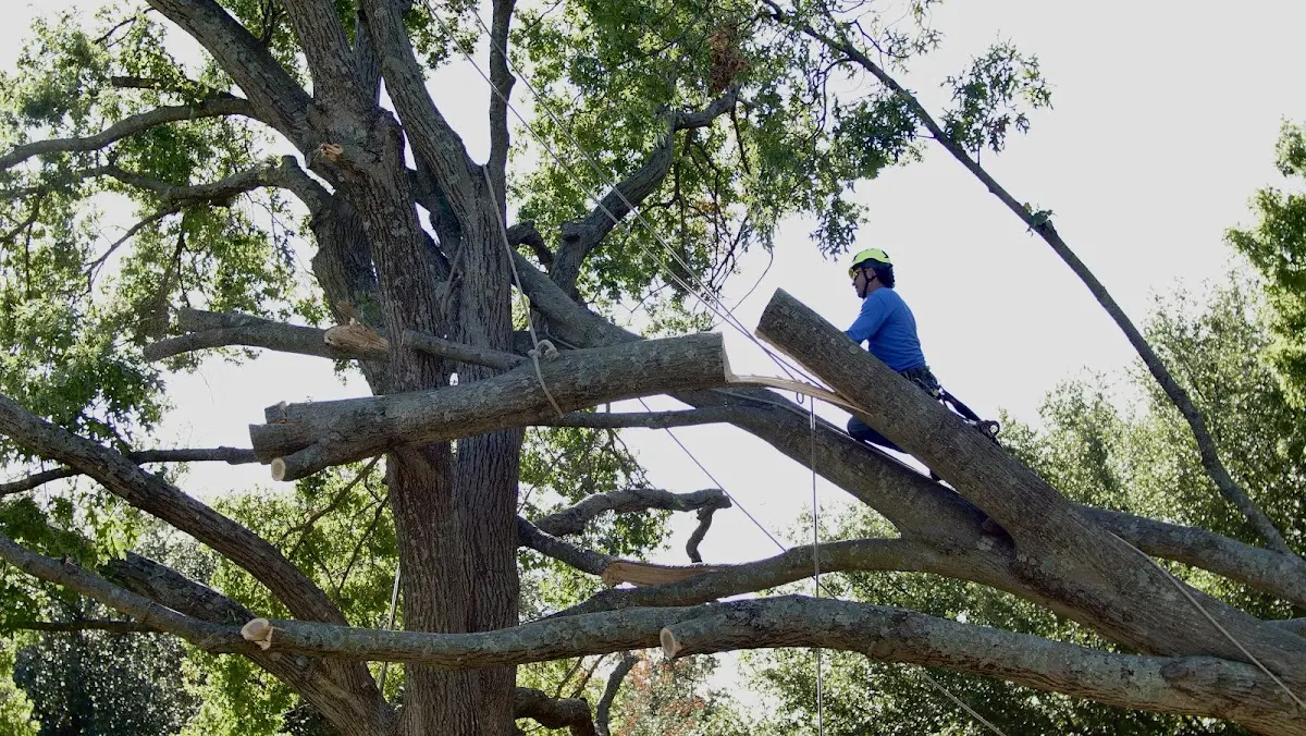 Professional Crown Thinning performed by certified arborists in Choudrant
